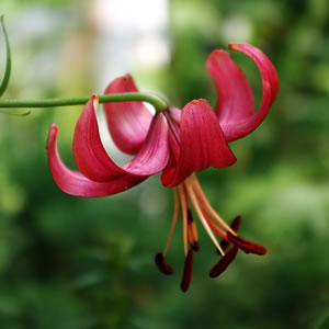 Lilium Eurydice